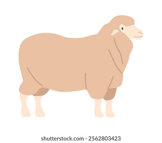 Dorset fur sheep breed vector illustration