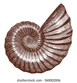 Dotted Ammonite Shell    - vector illustration 