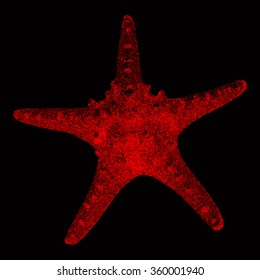 Dotted Red Starfish    - vector illustration 
