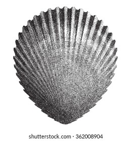 Dotted Scallop  Shell    - vector illustration 