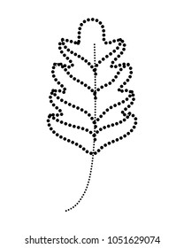dotted shape kale leaf tropical nature plant