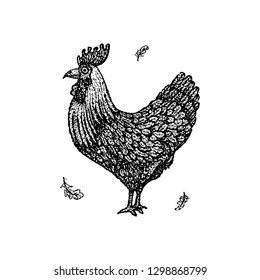 Dotwork Chicken Rooster. Vector Illustration of T-shirt Design. Tattoo Hand Drawn Sketch.