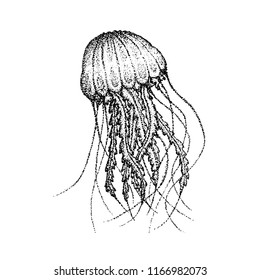 Dotwork Sea Jellyfish. Vector Illustration of T-shirt Design. Tattoo Hand Drawn Sketch.