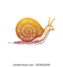 Dotwork Snail Slippery Gradient. Vector Illustration of Hand Drawn Design.