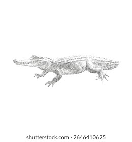 Ilustração vetorial de ponto de um crocodilo no estilo de gravação pontilhada	
