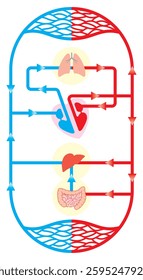 Double circuit circulatory system in human beings. Double circulation diagram. Blood flow through veins and arteries flow chart. Science, Biology, Education Concept