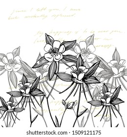 Double Columbine flowers. Collection of hand drawn flowers and plants. Botany. Set. Vintage flowers. Black and white illustration in the style of engravings