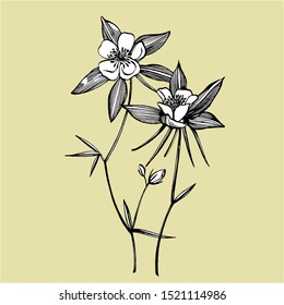 Double Columbine flowers. Collection of hand drawn flowers and plants. Botany. Set. Vintage flowers. Black and white illustration in the style of engravings