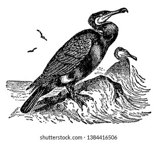 Double crested Cormorant is a member of the cormorant family of seabirds, vintage line drawing or engraving illustration.