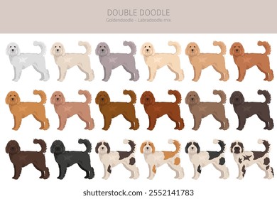 Doppelter Doodle-Clipart. Labradoodle - Goldendoodle-Mischung. Verschiedene Fellfarben eingestellt.  Vektorgrafik