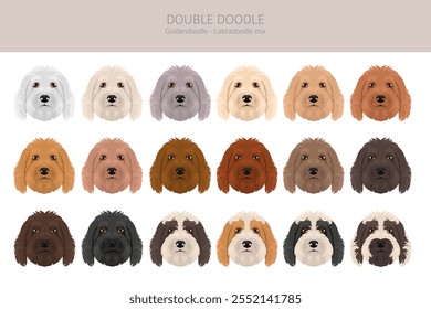 Doppelter Doodle-Clipart. Labradoodle - Goldendoodle-Mischung. Verschiedene Fellfarben eingestellt.  Vektorgrafik