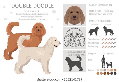 Doppelter Doodle-Clipart. Labradoodle - Goldendoodle-Mischung. Verschiedene Fellfarben eingestellt.  Vektorgrafik