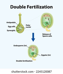 Double Fertilization Vector illustration - a complex fertilization mechanism of flowering plants (angiosperms)