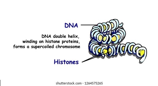 Double helix of DNA spilling onto histone proteins forms a superspread chromosome. DNA replication isolated on white. Education info graphic.