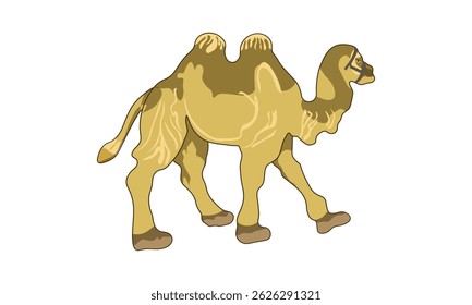 Um duplo Hump Bela Arabian Camel Vetor Ilustração em um fundo branco.