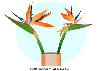 Double orange wildflower from South America in the vas or pot, isolated illustration element. Vector illustration of tropical flower called crane flower, bird of paradise or strelitzia reginae.