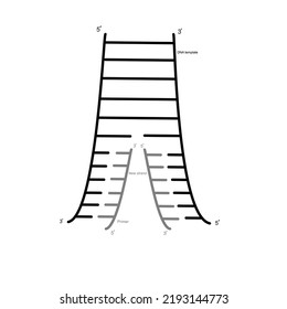 The Double Stand DNA Template Or Target Molecule Was Bonded With Specific Primer And New Stand Was Synthesized That Represent The Concept Of DNA Amplified In PCR Technique.