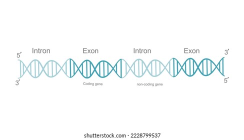 The double stranded DNA or pre-mature RNA that including Exon (coding region) and Intron (non-coding region) before post-transcription modification (splicing)