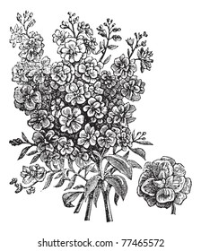 Double wallflower, vintage engraving. Old engraved illustration of Double wallflower, isolated on a white background. Trousset Encyclopedia.