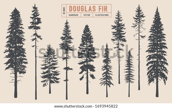 Douglas Fir tree silhouette vector illustration\
hand drawn