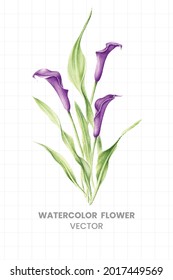 Douglas Iris pintado en acuarela