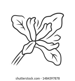 Douglas iris plant linear icon. California blooming wildflower. Garden flower, weed. Iris douglasiana. Spring blossom. Thin line illustration. Contour symbol. Vector isolated outline drawing