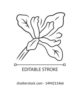 Douglas iris plant linear icon. California blooming wildflower. Garden flower, weed. Iris douglasiana. Spring blossom. Thin line illustration. Contour symbol. Vector isolated drawing. Editable stroke