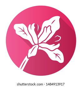 Douglas iris plant pink flat design long shadow glyph icon. California blooming wildflower. Garden flower, weed. Iris douglasiana. Spring blossom. Vector silhouette illustration