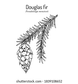 Douglas-fir (Pseudotsuga menziesii), árbol estatal de Oregón. Ilustración de vector botánico dibujada a mano