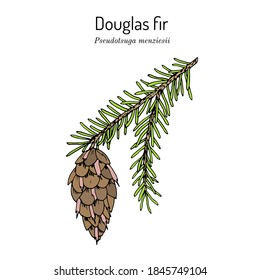 Douglas-fir (Pseudotsuga menziesii), árbol estatal de Oregón. Ilustración de vector botánico dibujada a mano