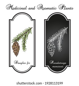 Douglas-fir (Pseudotsuga menziesii), árbol estatal de Oregón. Ilustración de vector botánico dibujada a mano