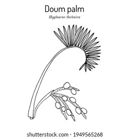 Doum palm or gingerbread tree (Hyphaene thebaica), medicinal plant. Hand drawn botanical vector illustration
