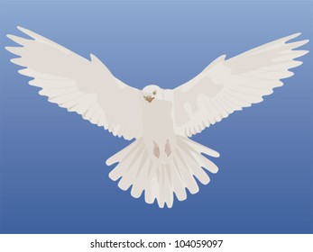 Dove