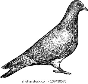 Dove Sketch Images, Stock Photos & Vectors | Shutterstock