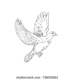 dove 3