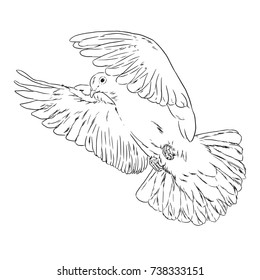 dove 5