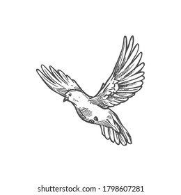 Dove bird, Easter and peace symbol. Vector white dove or pigeon sketch monochrome