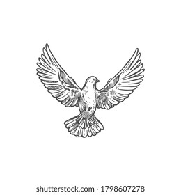 Dove bird front with spread wings. Vector flying dove pigeon sketch icon