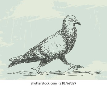 Dove bird grunge sketch Hand drawn illustration