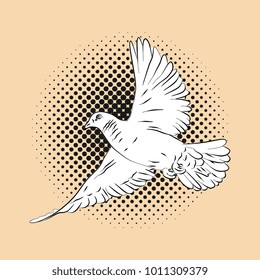 Dove bird hand drawn illustration in black and white. Realistic line art drawing style.