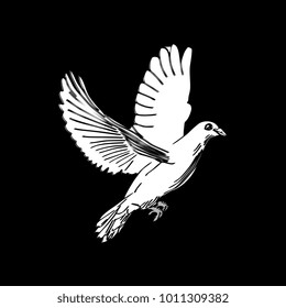 Dove bird hand drawn illustration in black and white. Realistic line art drawing style.