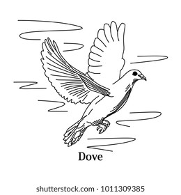 Dove bird hand drawn illustration in black and white. Realistic line art drawing style.