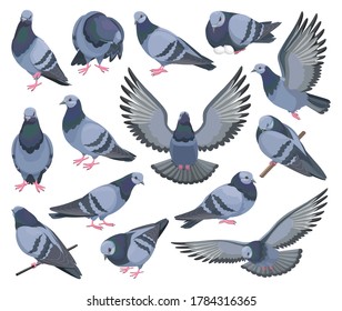 Dove bird isolated cartoon set icon. Pigeon vector cartoon set icon. Vector illustration dove bird on white background.