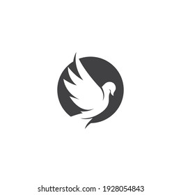 Dove bird logo vector design