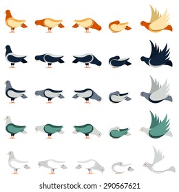 Dove bird Set of pigeons in different poses in flat style.  