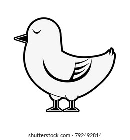 Dove cute bird