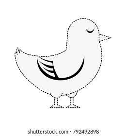 Dove cute bird