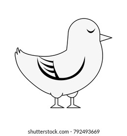 Dove cute bird
