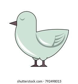 Dove cute bird