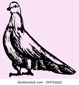 dove, doodle style, sketch illustration